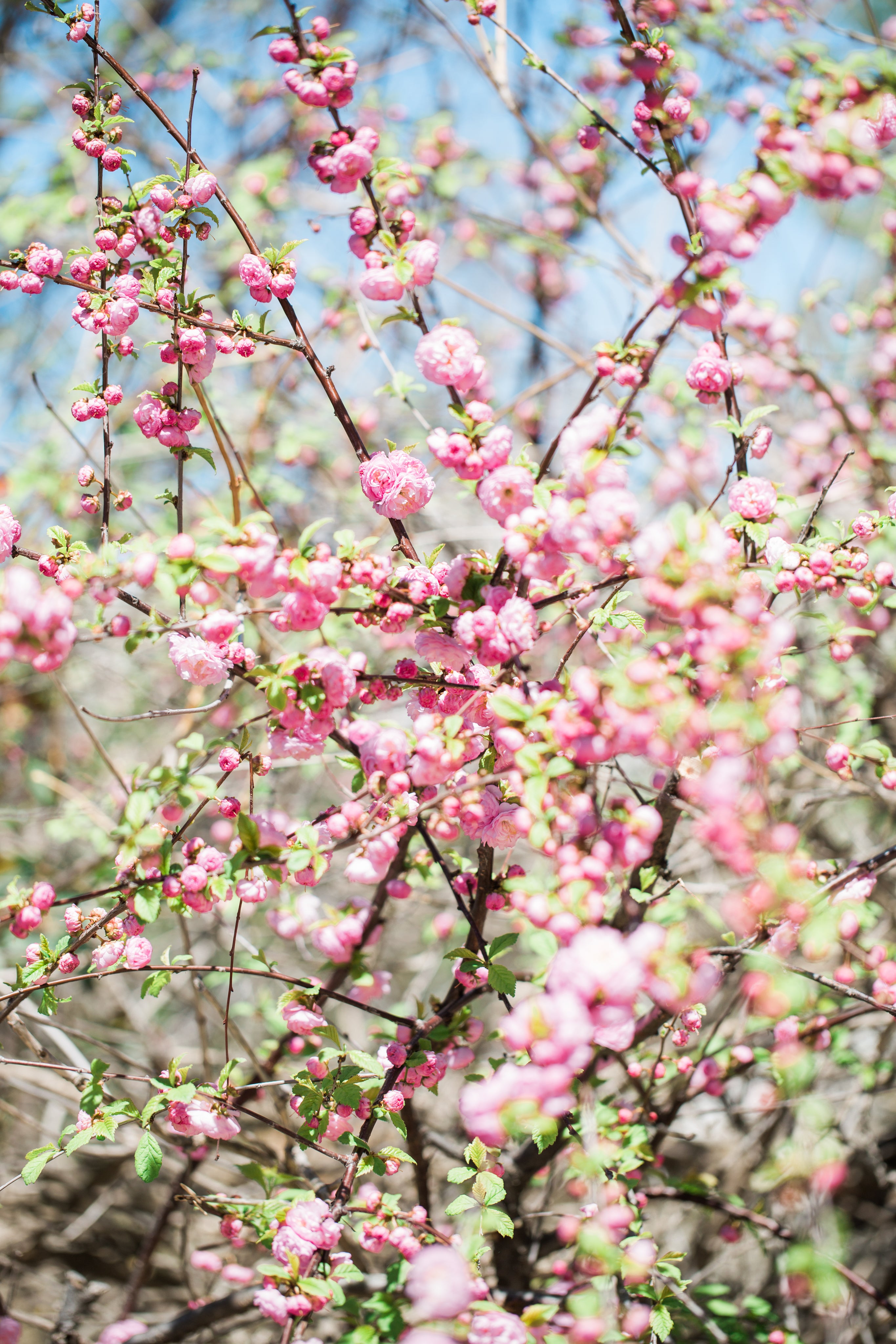 pink-flowers-blooming-on-tree-branches.jpg